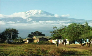 Kilimanjaro, le café au bois dormant