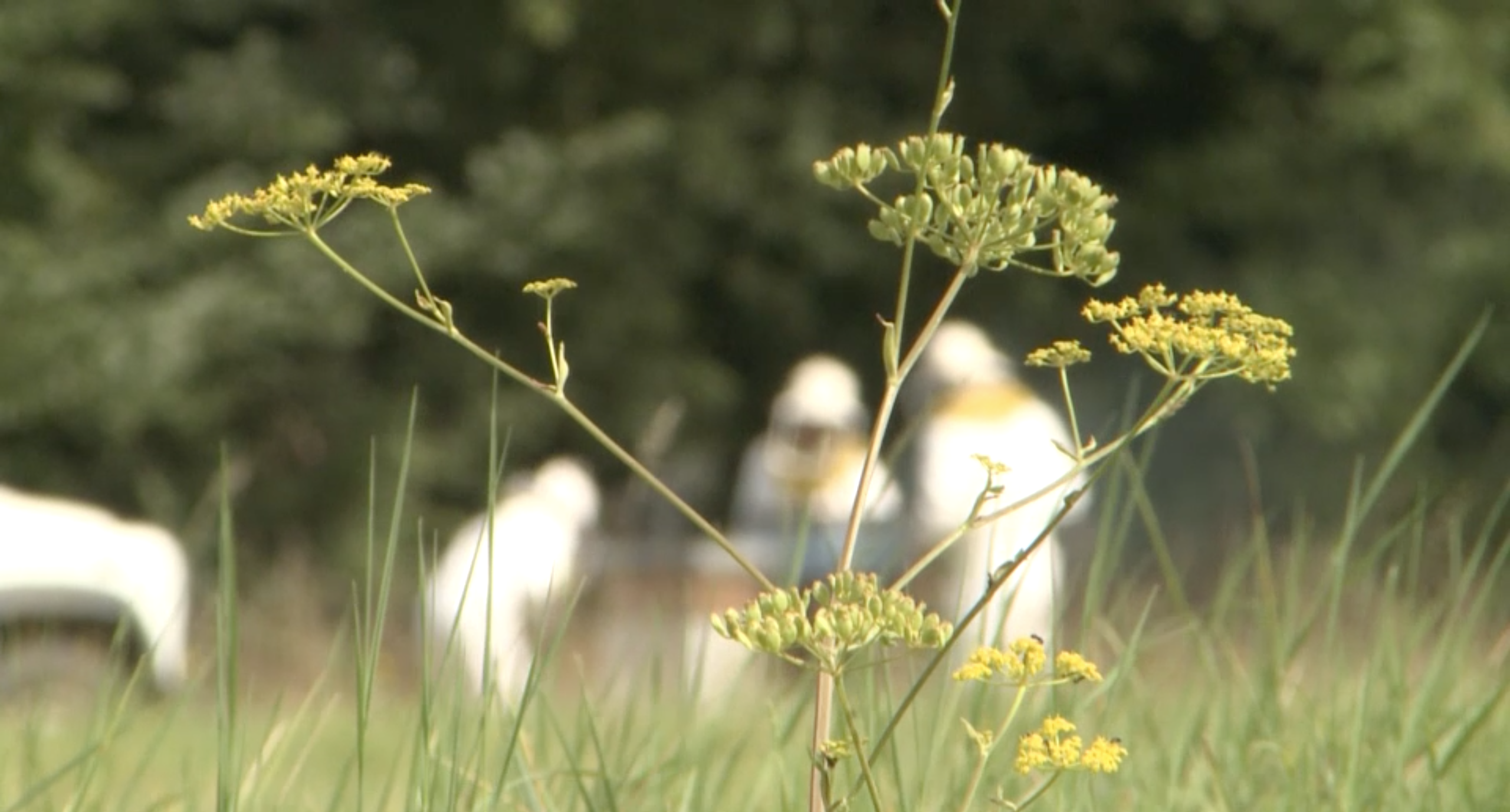 Dynamiques et enjeux des biodiversités et des agro-ressources