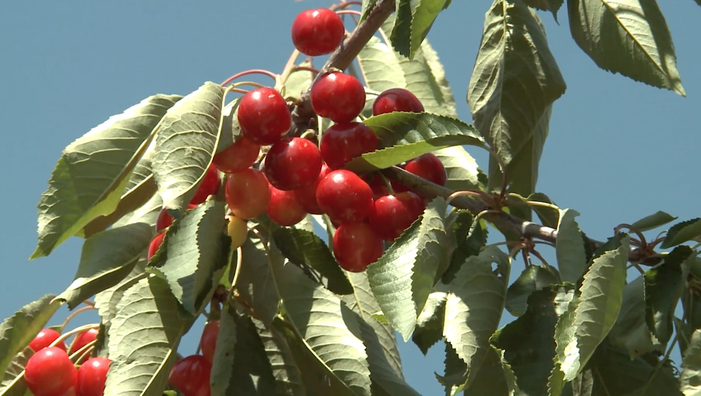 Histoire de cerises