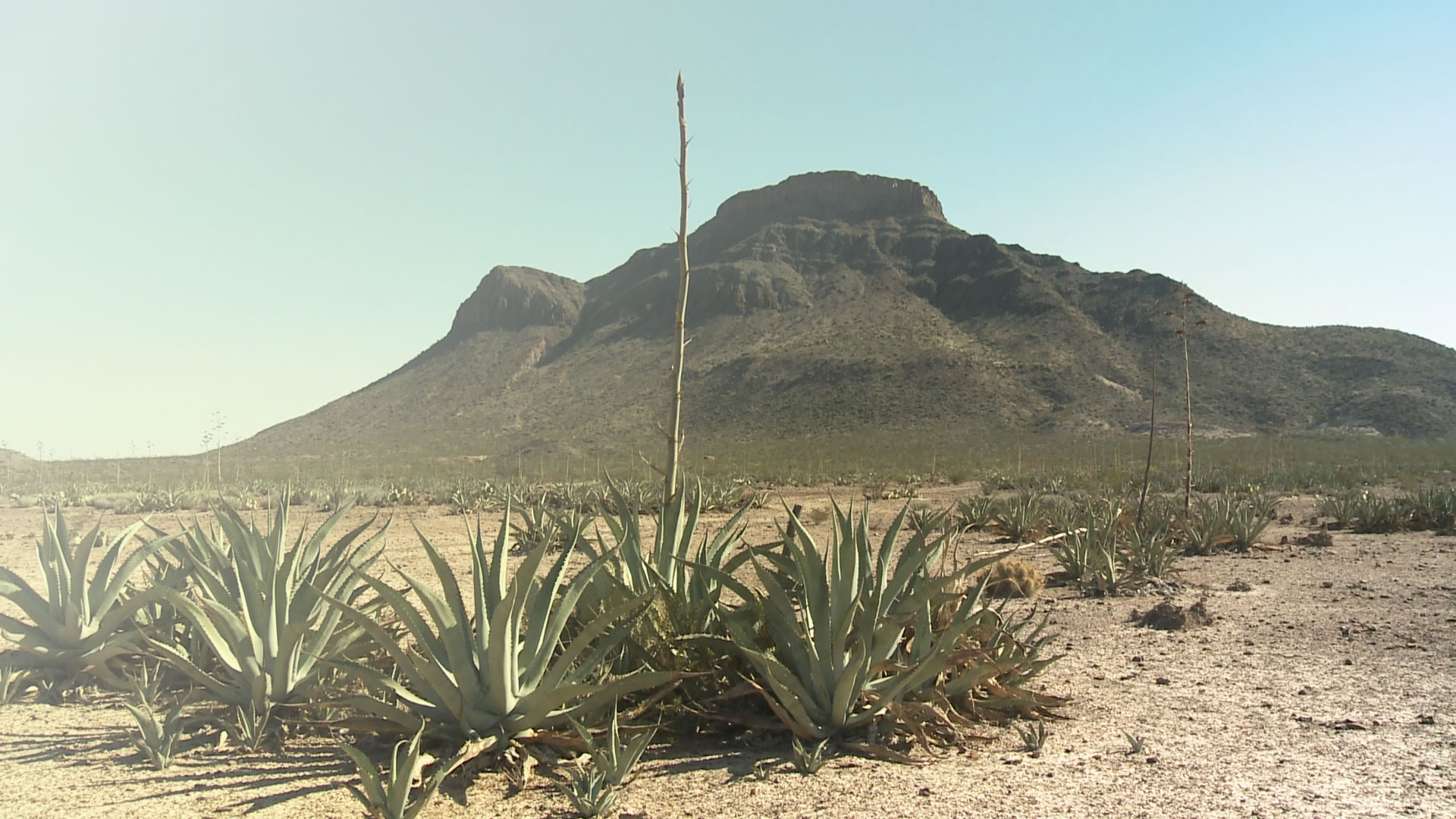 Étude de cas / La réserve naturelle de Mapimí (Mexique)