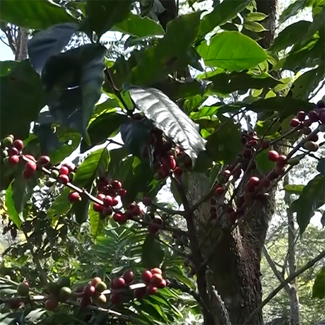 Le bio c’est dans la nature des producteurs de café des Cordillères américaines