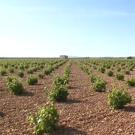 Mutations des terroirs viticoles dans le Sud-Ouest Européen